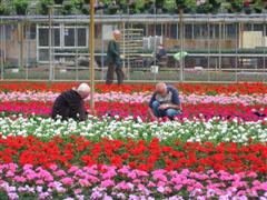 Vrijwilligers bloemenactie