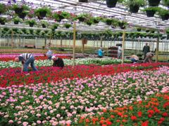 Vrijwilligers bloemenactie